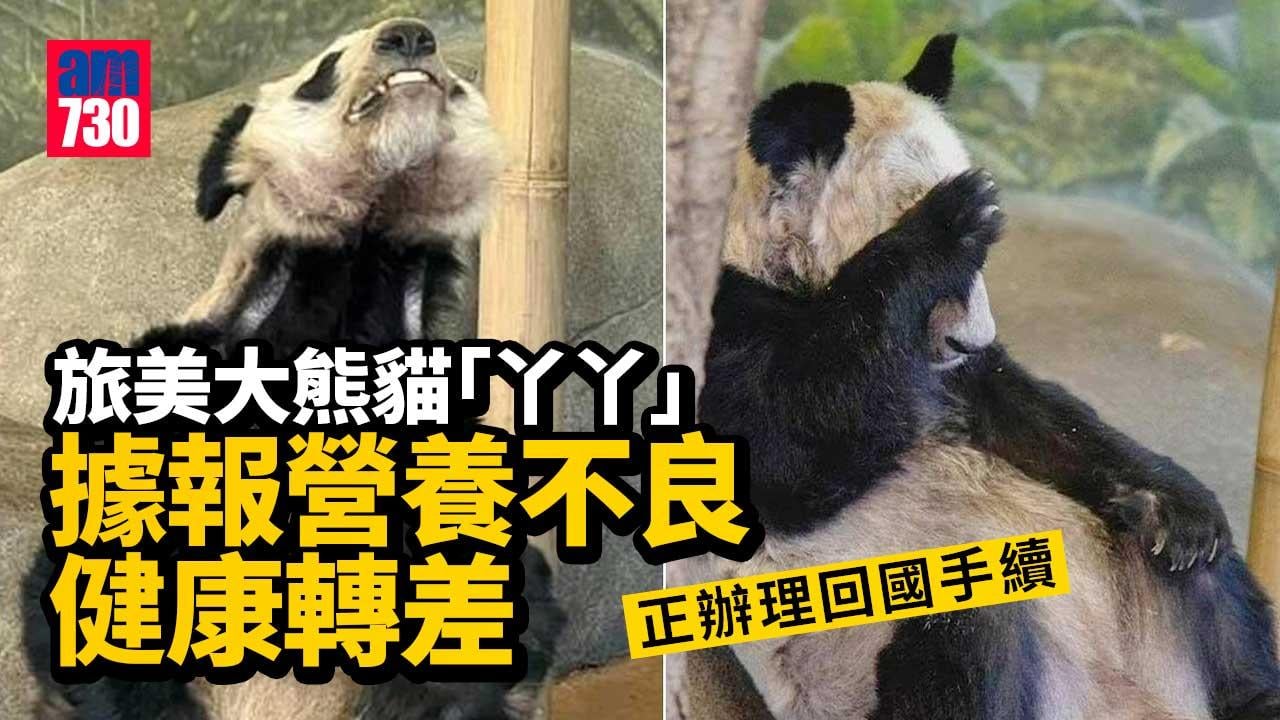 旅美大熊貓「丫丫」據報營養不良健康轉差　正辦理回國手續