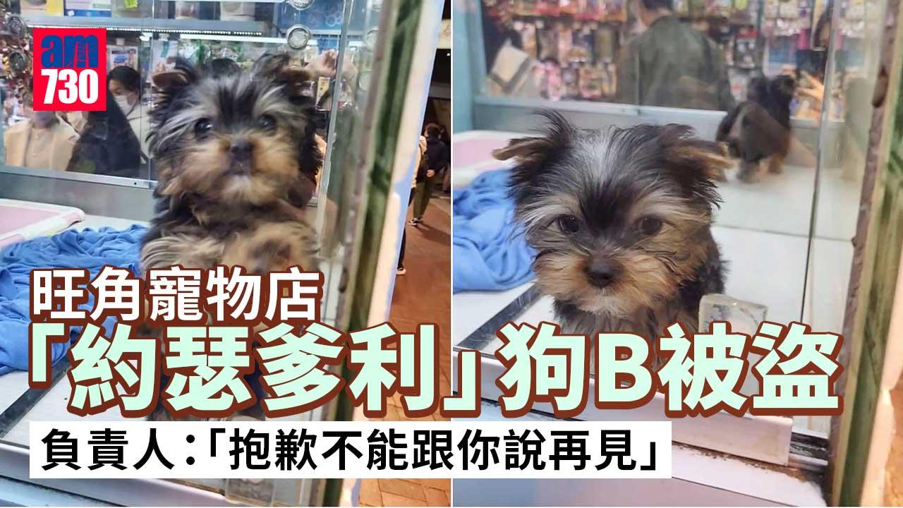 旺角寵物店「約瑟爹利」狗B被盜　負責人：抱歉不能跟你說再見