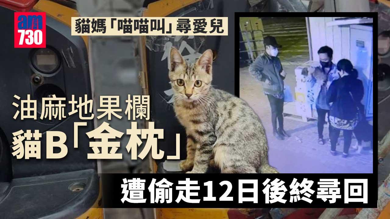 油麻地果欄貓B「金枕」遭偷走12日　兩男落網被捕