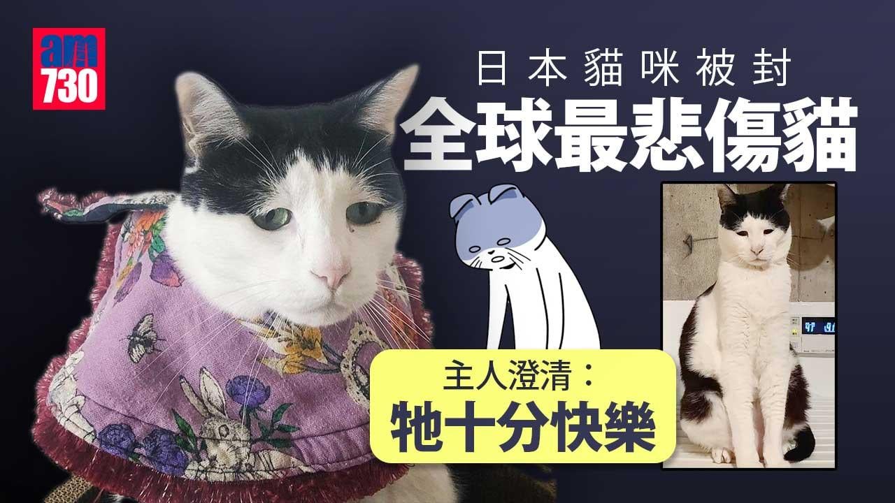 貓界阿愁 堪稱全球最悲傷的貓