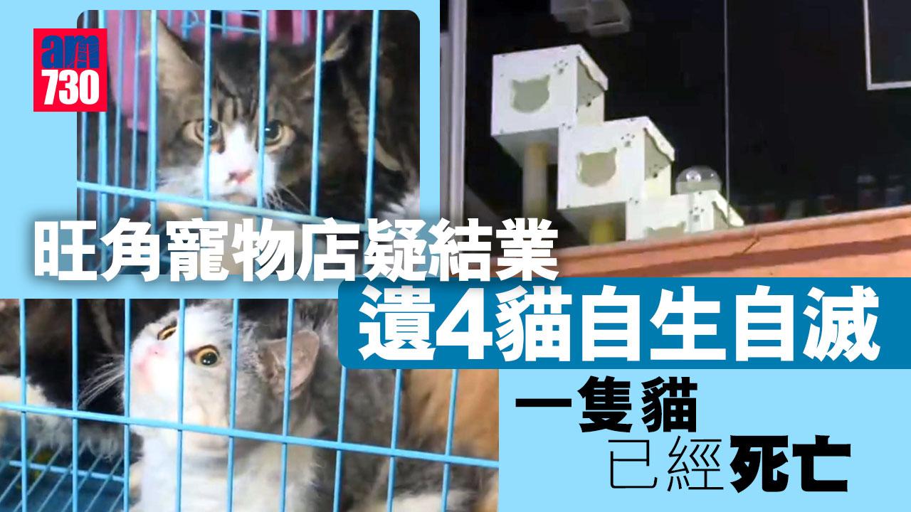 熱心男見貓徘徊窗邊 揭旺角寵物店疑結業遺4貓自生自滅 1貓死亡