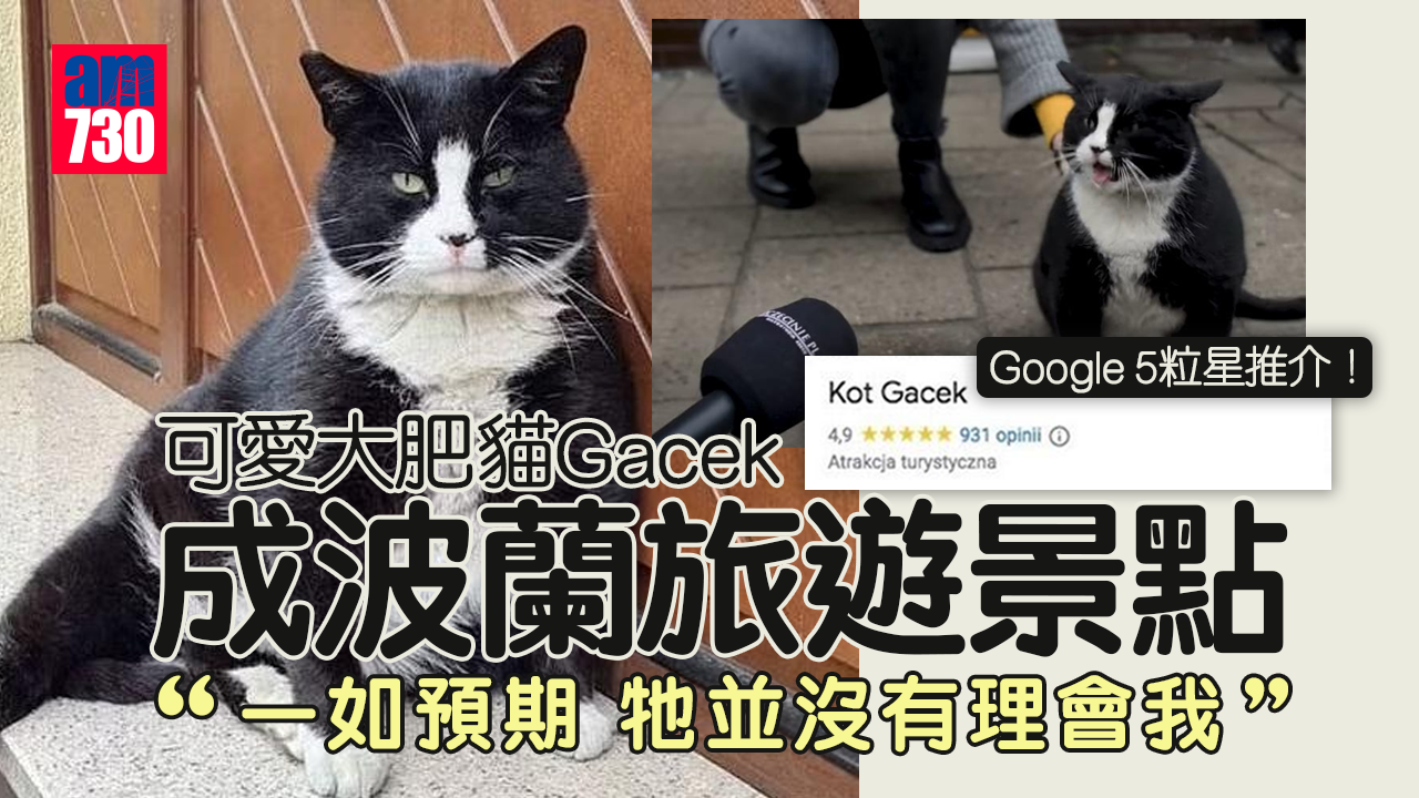 肥貓成波蘭旅遊景點 Google獲5粒星推介