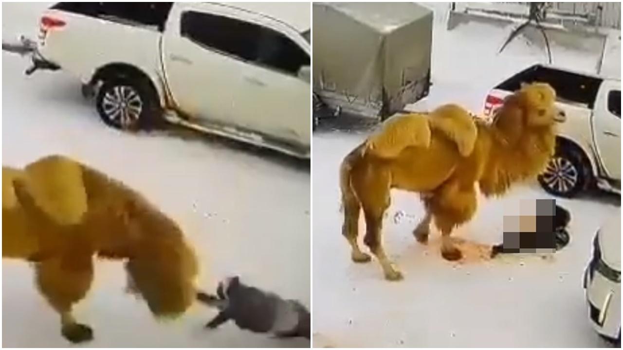 被打駱駝狂怒反擊咬死俄男，最終被槍殺。(Twitter)