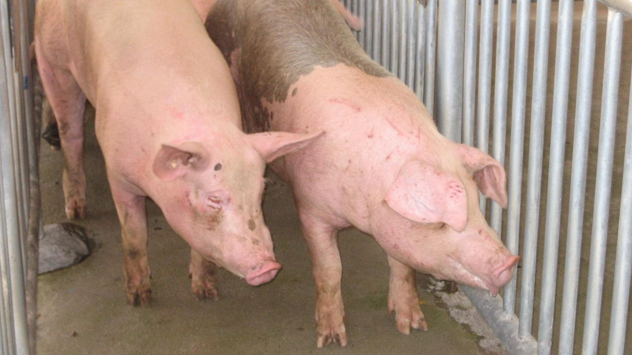 上水豬場驗出非洲豬瘟，漁護署完成銷毀全數逾百隻豬。(資料圖片)