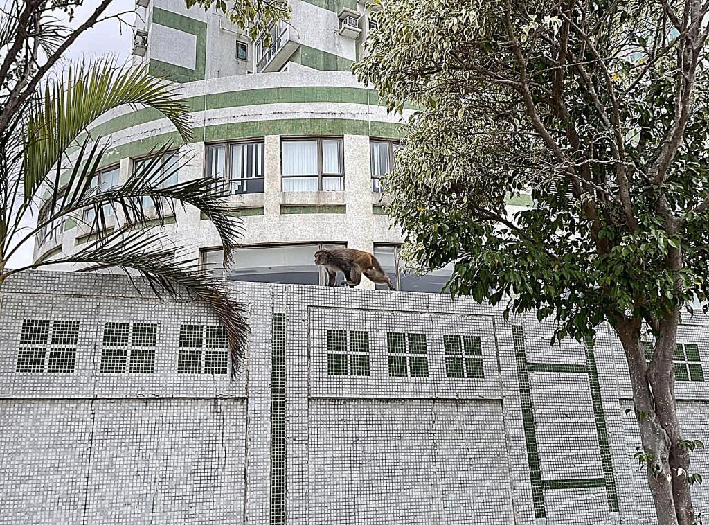 馬騮闖屯門慧豐園 爬高爬低睇風景