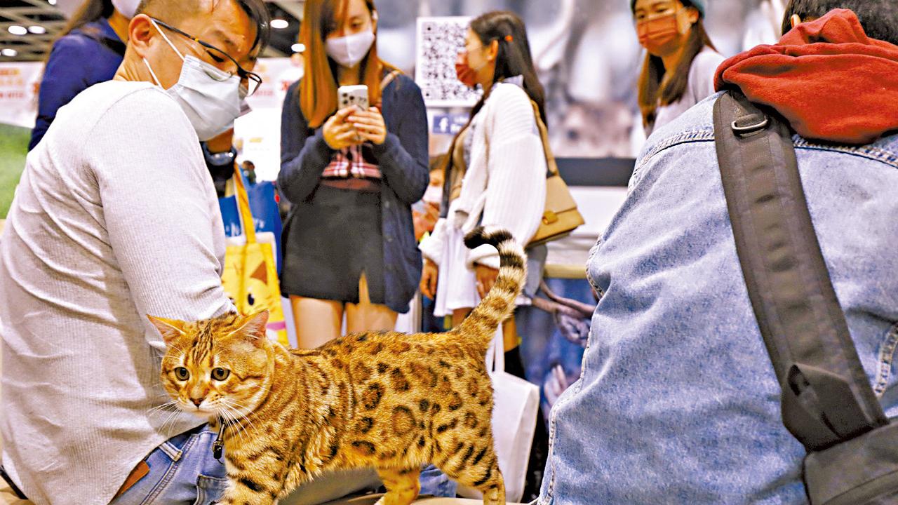 圖片新聞｜萌寵