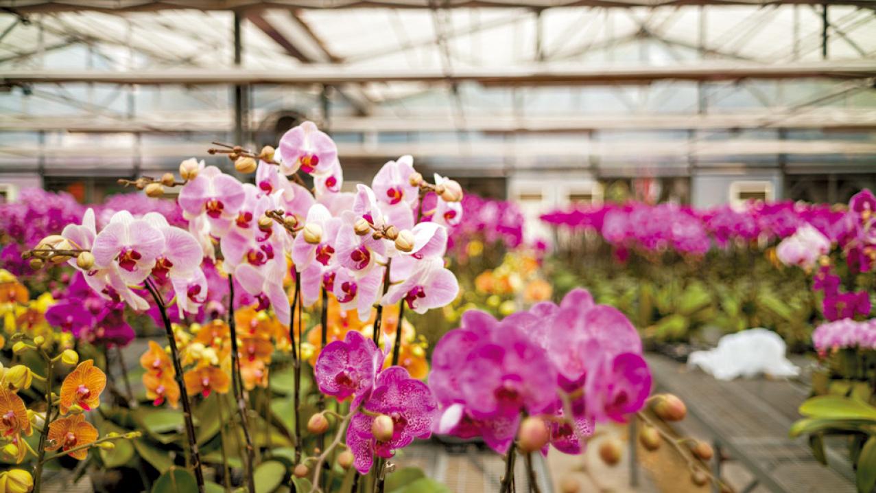 兔年年花艱「蘭」