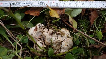 日本研究機構稱人工培植出白松露。(日本森林總合研究所圖片)