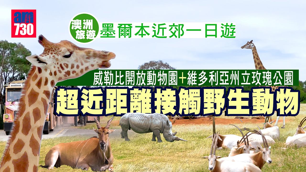 澳洲旅遊｜墨爾本近郊一日遊 威勒比開放動物園+維多利亞州立玫瑰公園 超近距離接觸野生動物