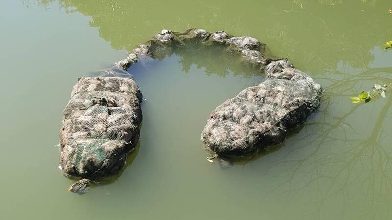 台灣嘉義縣一處池塘有大量烏龜慘死蛇籠內。(互聯網)