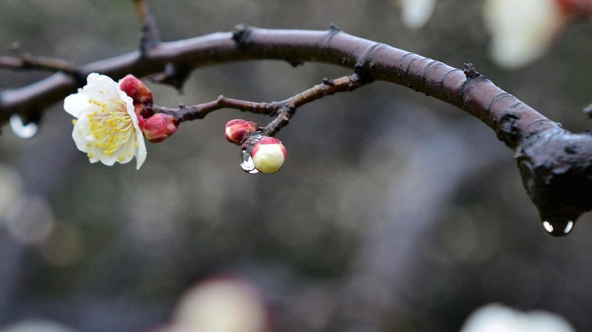 立春食咩最養生？　春天要留意避免嬲怒抑鬱　一文睇清飲食宜忌