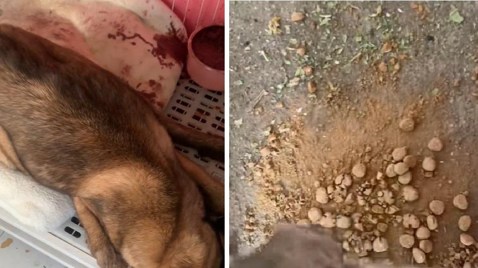 網上熱話｜狗主網購廉價狗糧竟含泥土木屑 小狗連食個多月吐血亡