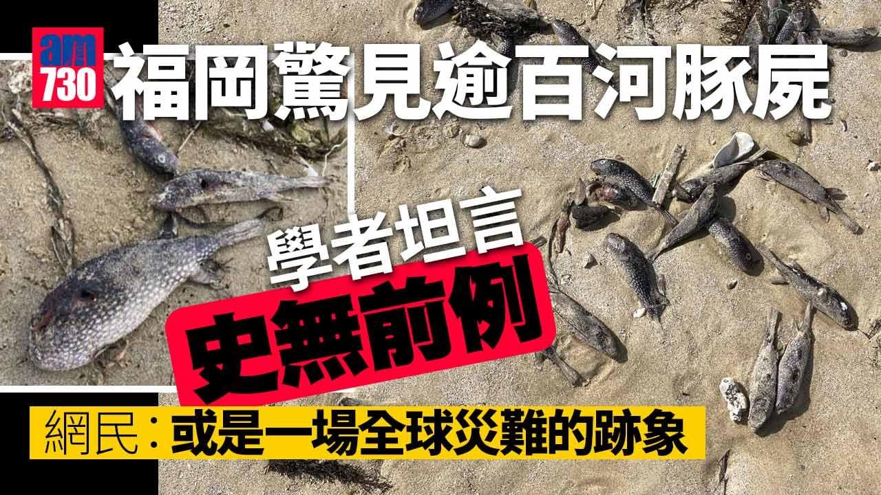 福岡驚見逾百河豚屍　網民：災難先兆