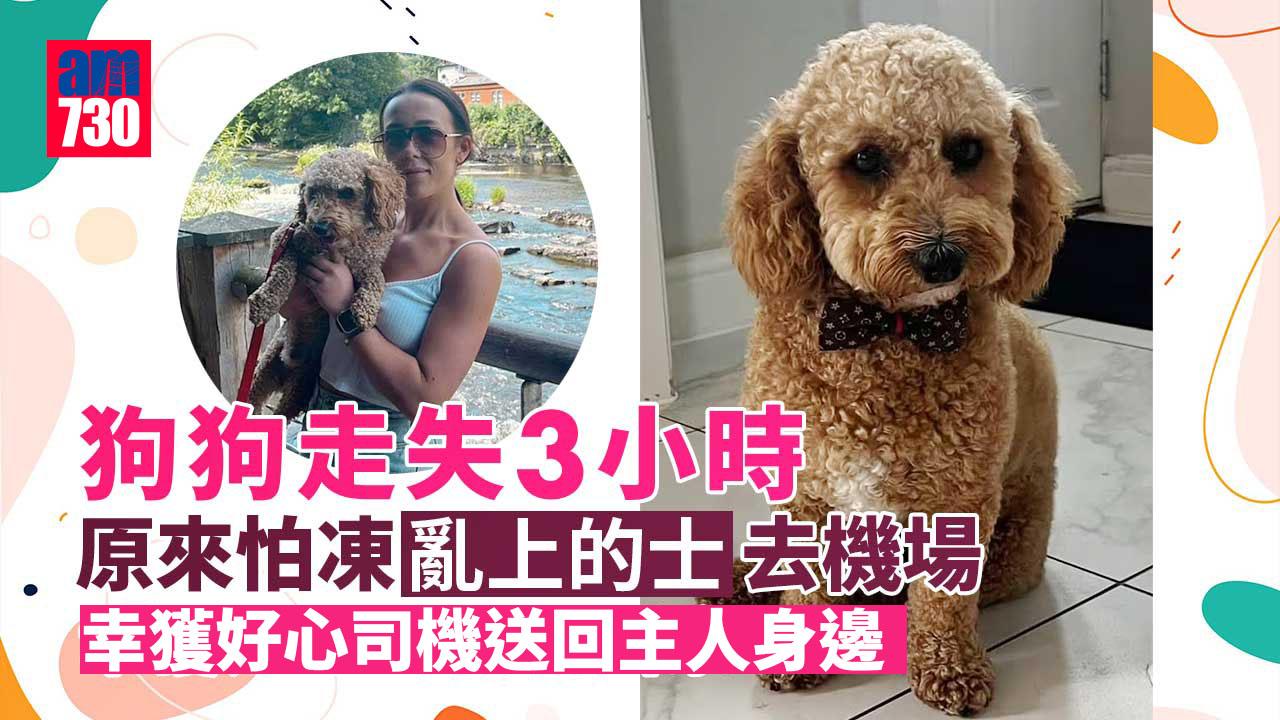寵物狗走失 主人勁焦急 原來上咗的士去機場 幸得司機歸還好心腸