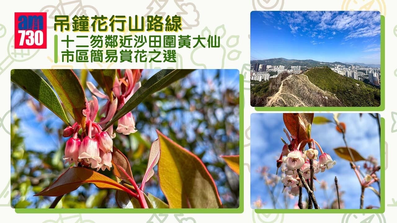 吊鐘花行山路線