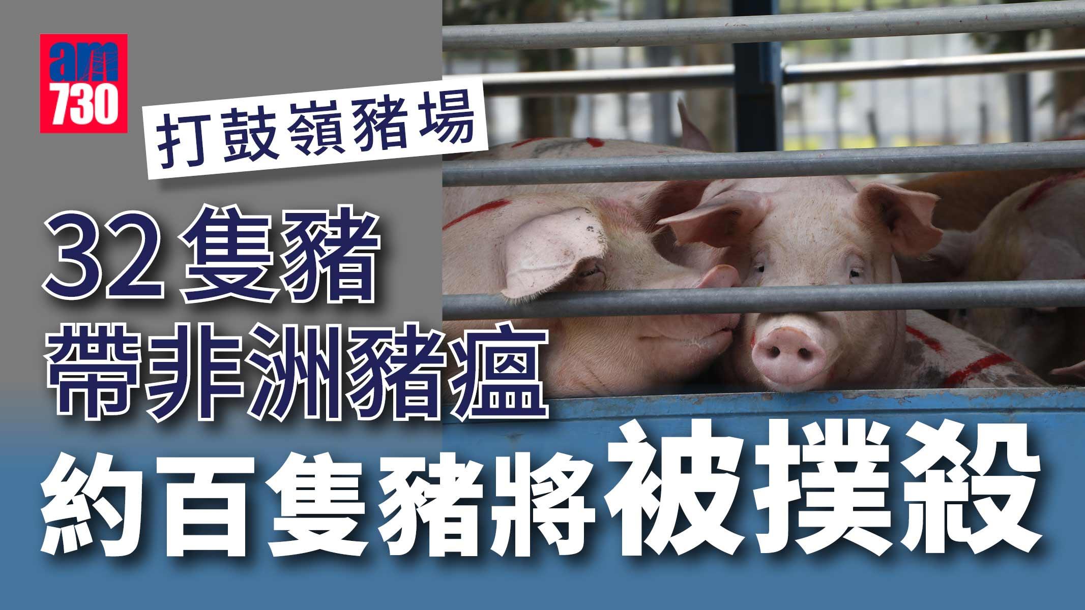 打鼓嶺豬場32隻豬帶非洲豬瘟 將撲殺場內約百隻豬