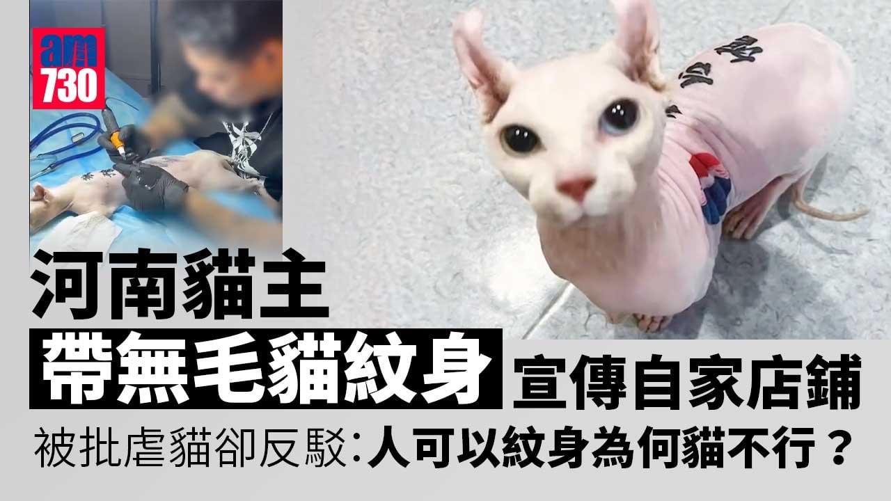 河南飼主為無毛貓紋身被批虐貓　飼主激動反駁：人可以紋身為何貓不行？