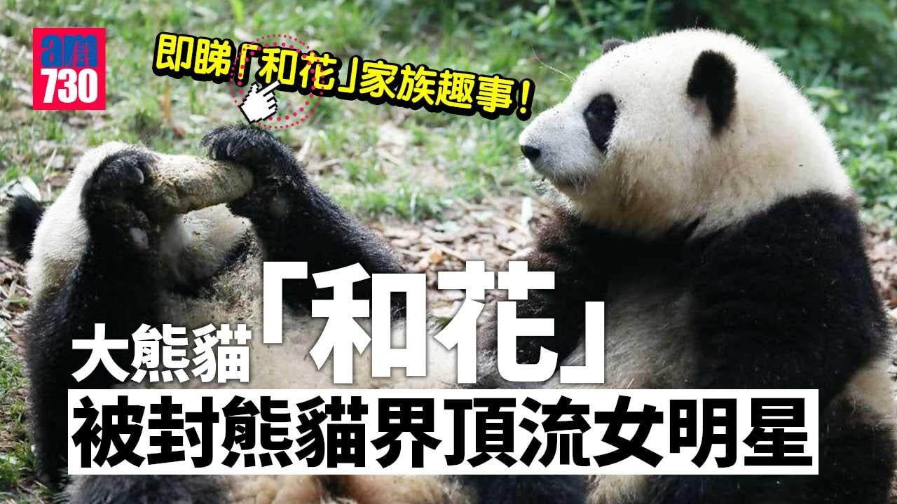 熊貓界頂流｜「和花」軟萌可愛人氣爆棚 家族「顯赫」大有來頭？