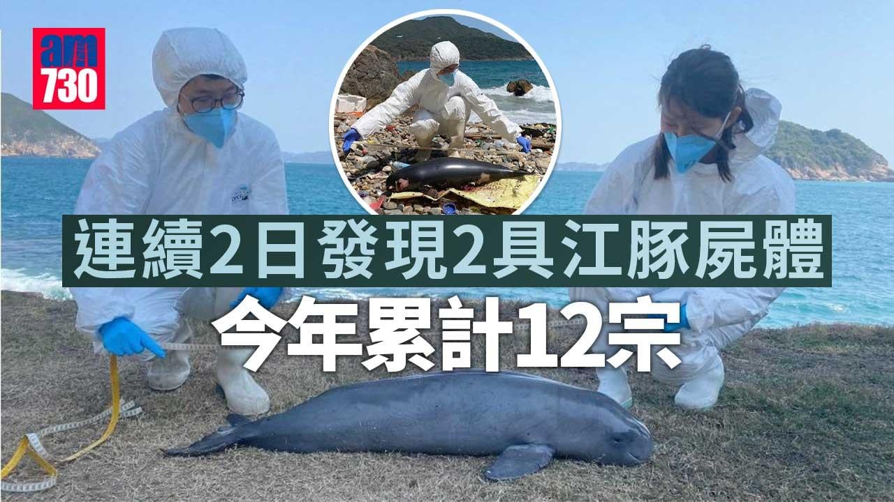豚屍再現｜連續兩日有年幼及初生江豚清水灣擱淺 今年累計12宗
