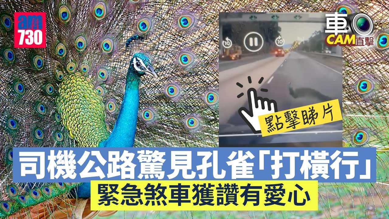 車Cam直擊｜孔雀公路「打橫行」險捱撞　車主為避雀緊急煞車獲讚 (有片)