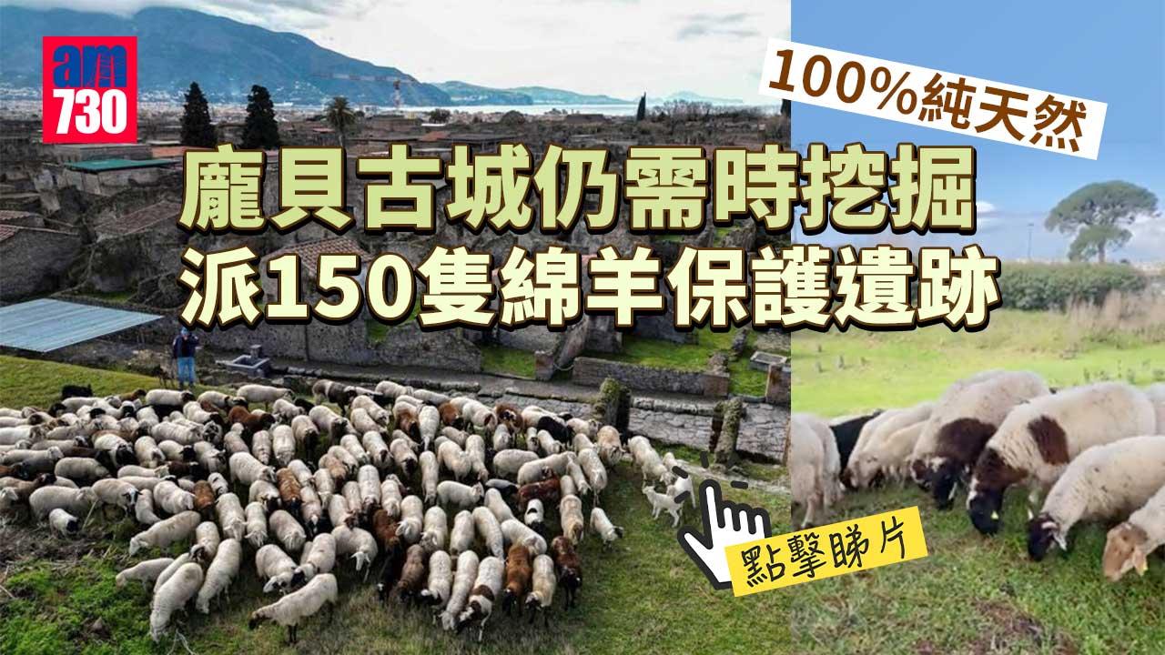 100%純天然｜龐貝古城仍需時挖掘　派150隻綿羊保護遺跡