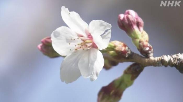 NHK報道，大阪氣象台周日確認當地櫻花開花。(互聯網)