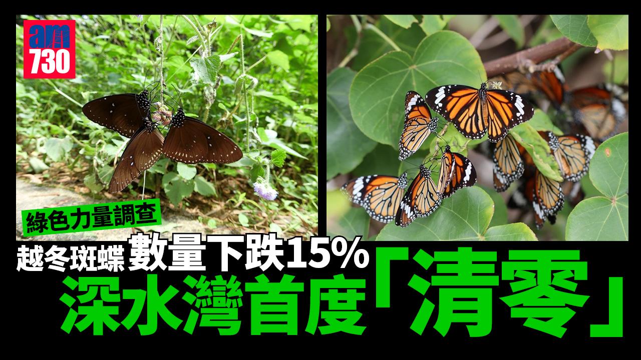 綠色力量：港越冬斑蝶下跌15% 深水灣首度「清零」