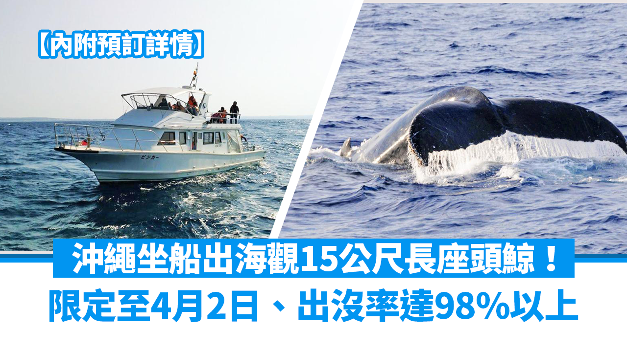 日本旅遊｜沖繩坐船出海觀15公尺長座頭鯨出沒率達98%以上+不成功不收費限定至4月2日| am730 | am730