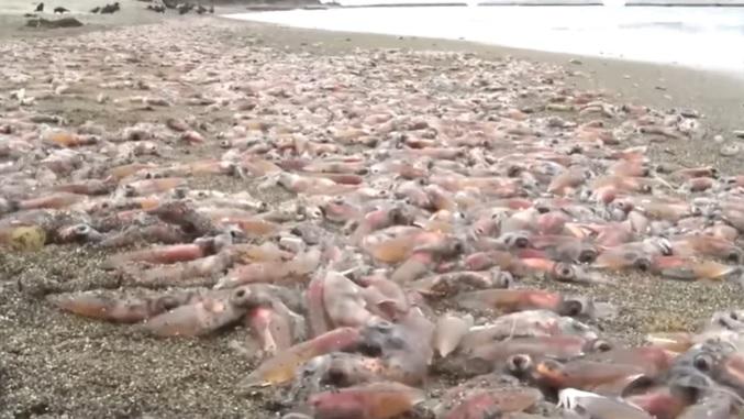 新潟縣佐渡市羽吉海岸近日發現大量烏賊擱淺，原因惹人猜測。(互聯網)