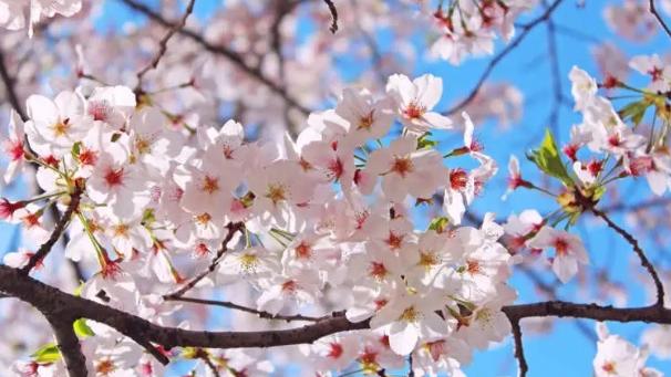 染井吉野櫻。(互聯網)