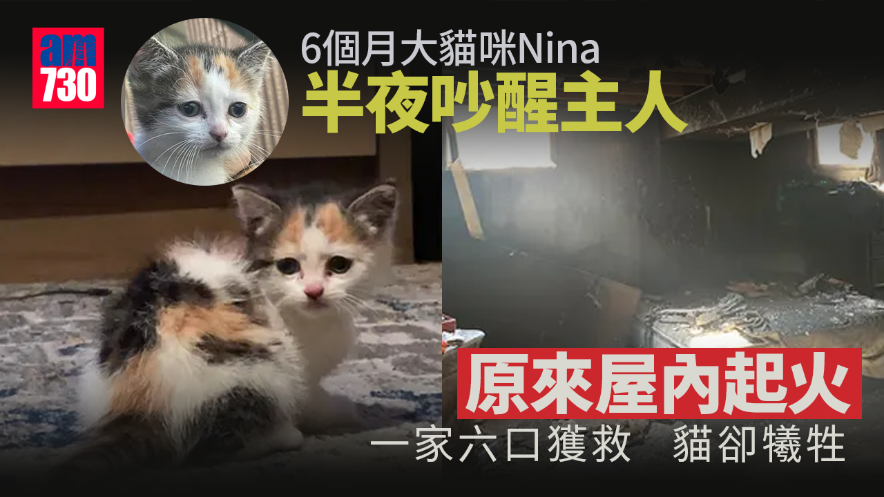 貓咪半夜吵醒主人 原來屋內起火 一家六口獲救 貓卻犧牲