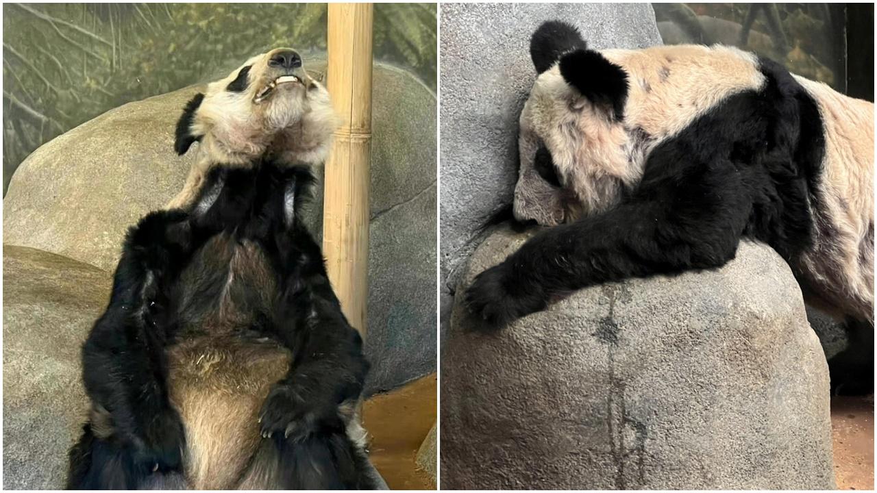 北京動物園專家下周赴美，將護送大熊貓「丫丫」回國。(Twitter)