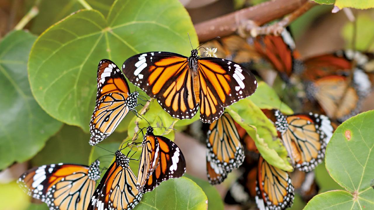 港越冬斑蝶下跌15% 深水灣首度「清零」排除人為因素