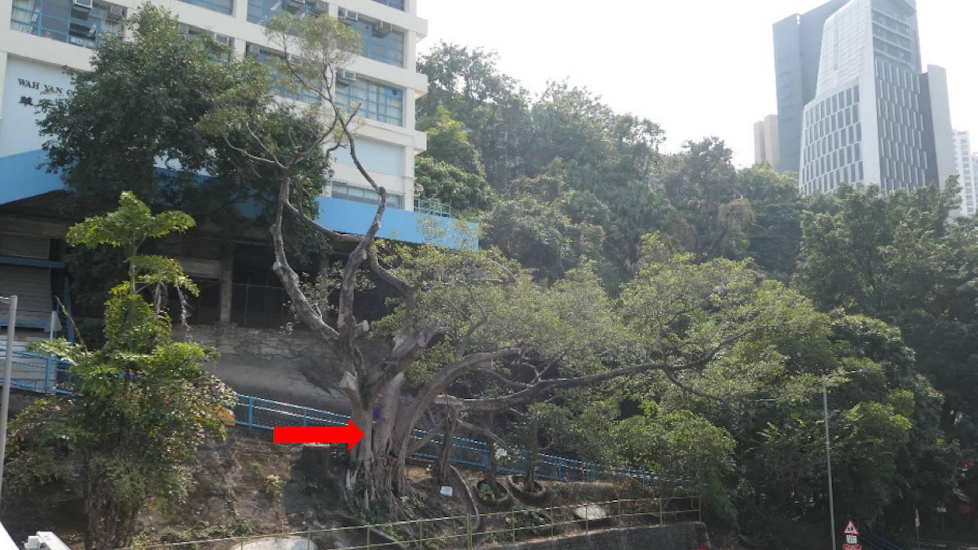 灣仔11米古榕樹染褐根病　路政署正緊急移除