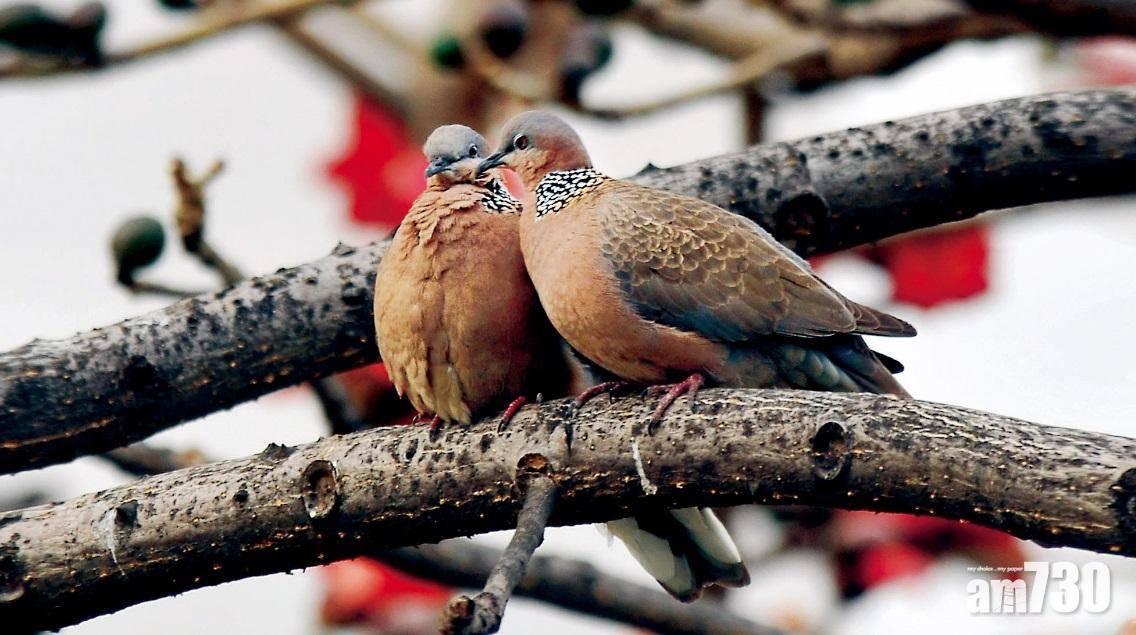 嘉道理農場去年接收逾2000雀鳥　傷雀存活率約5成