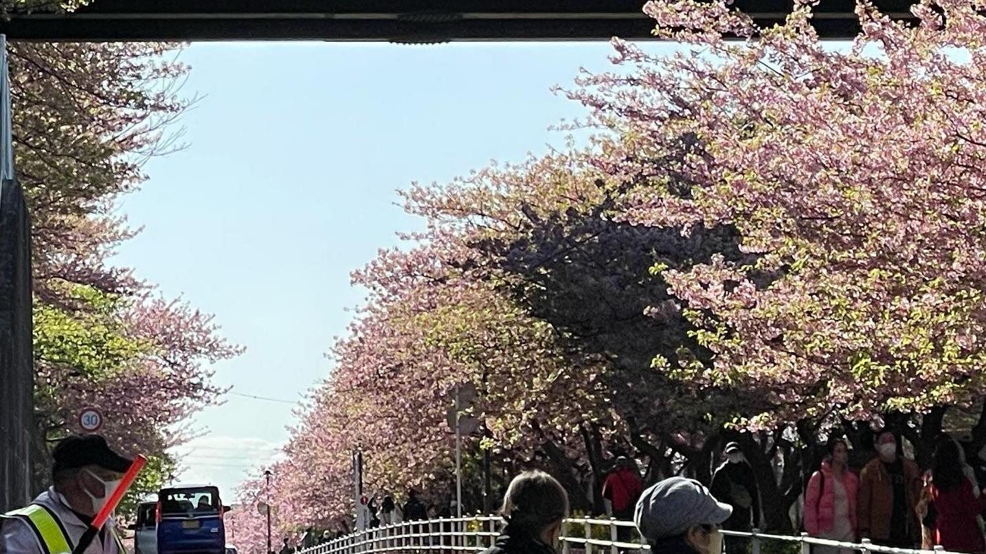 日本氣象廳指今年櫻花提早盛開。(本報攝)