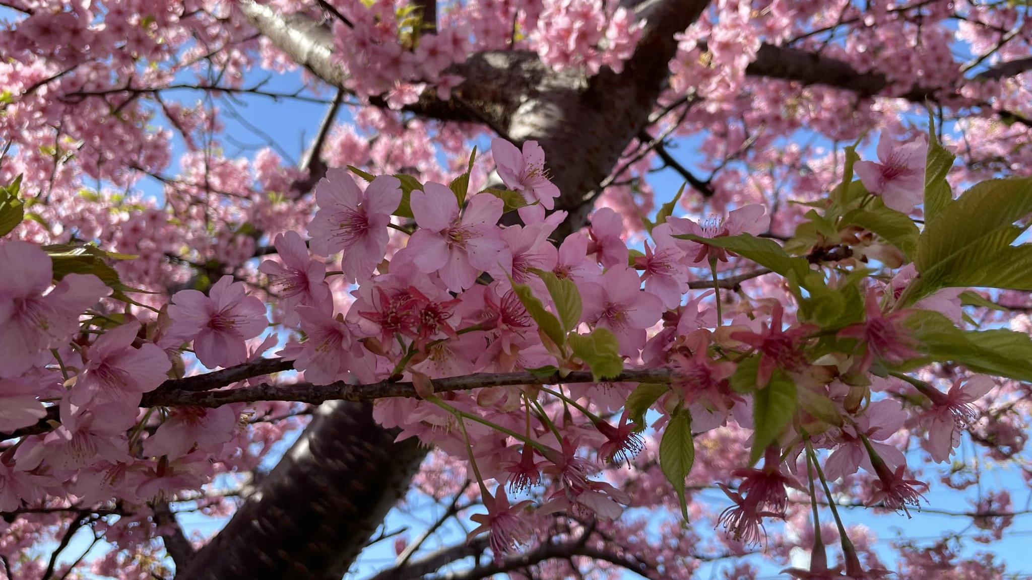 東京上野公園將容許可以飲食，令賞櫻會將可重新進行。(本報攝)