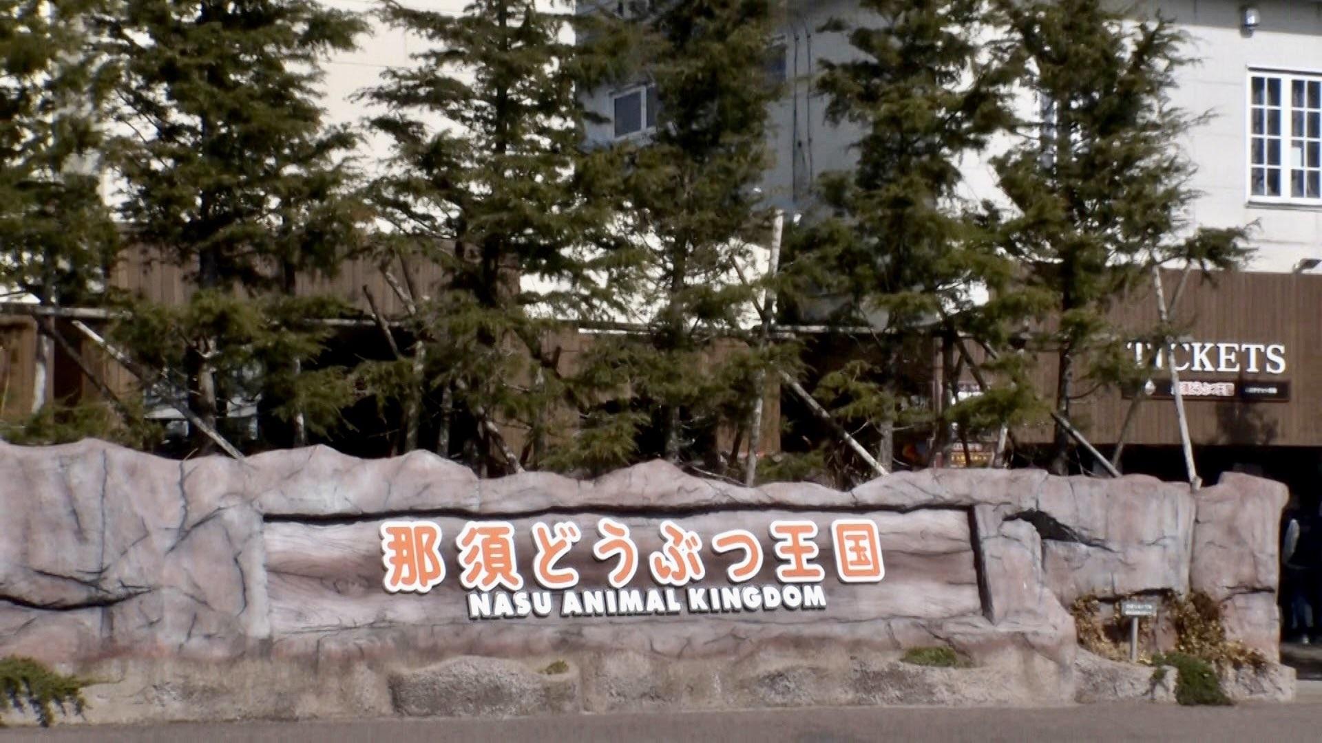 日本一個晨早節目因為藝人墮入企鵝池被批評。(Twitter圖片)