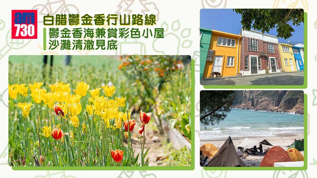 西貢白腊鬱金香