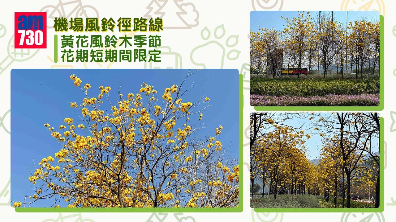 黃花風鈴木季節︱機場風鈴徑黃金大道 花期短期間限定