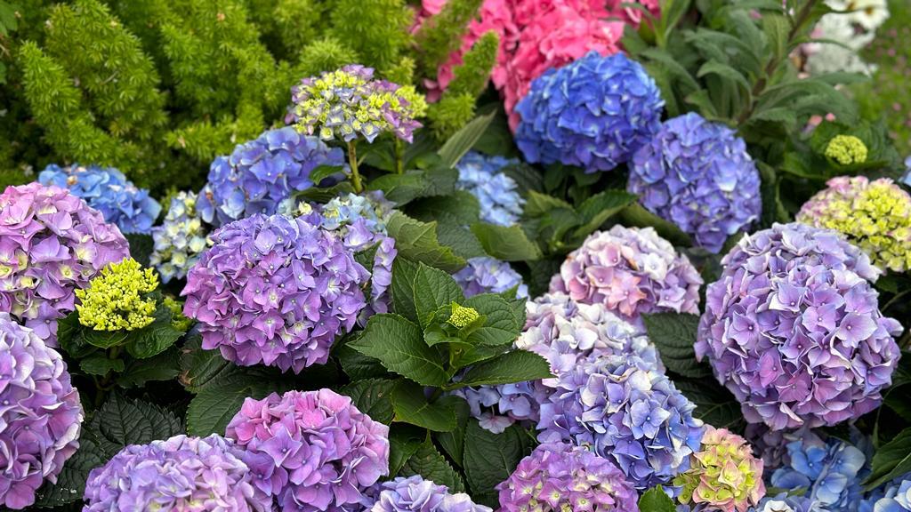 香港花卉展覽2023