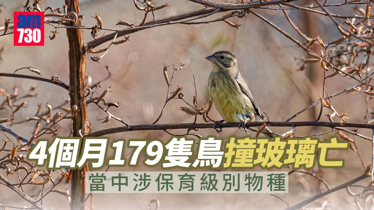 玻璃幕牆成雀鳥兇器 四個月釀至少179死17傷