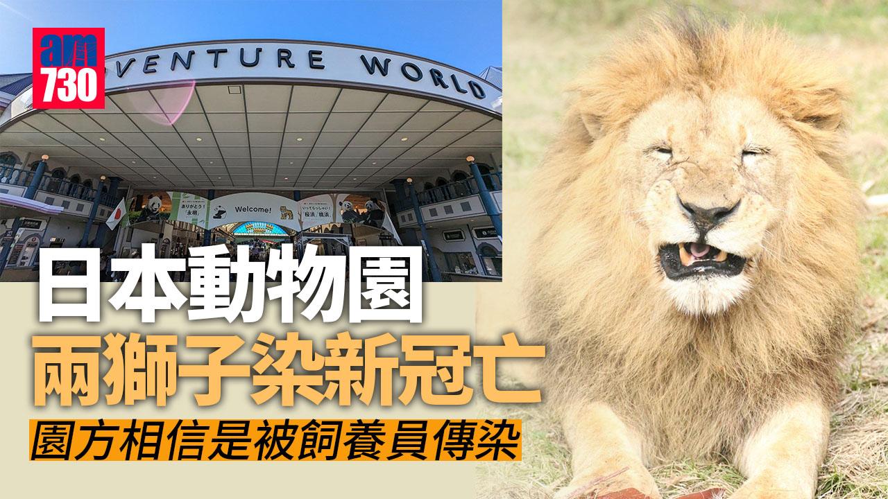 新冠肺炎︱日本動物園報稱　2頭獅子染疫死亡