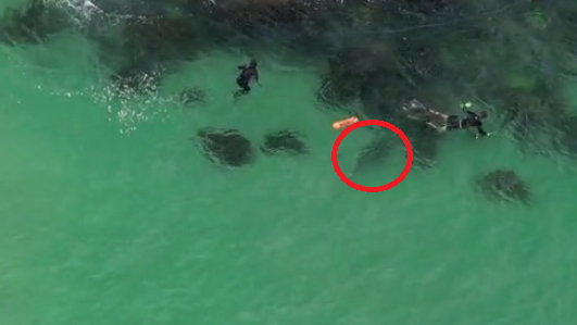 3男浮潛不知鯊魚暗中游近 航拍片段捕捉驚心一幕(有片)