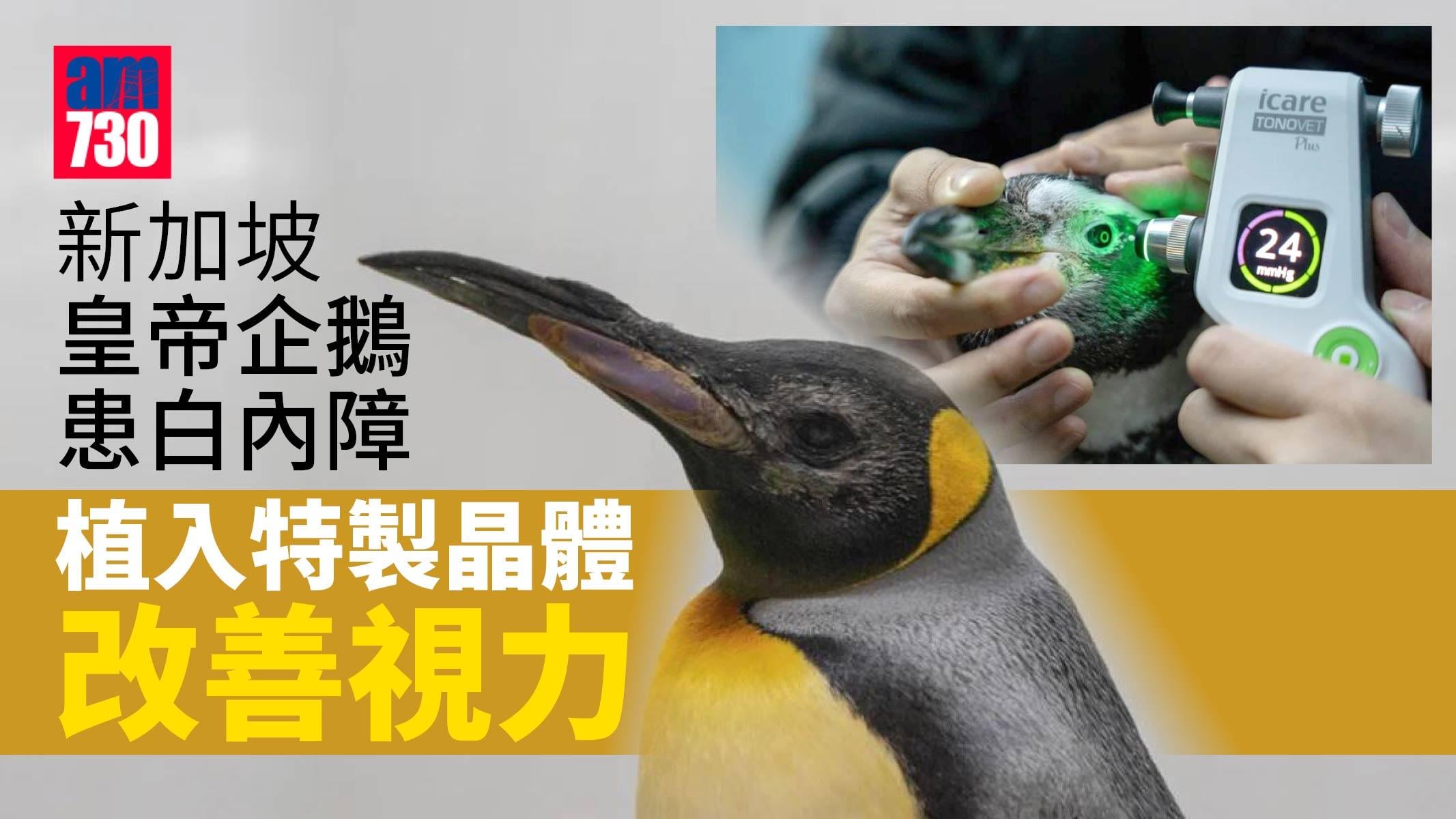 星洲皇帝企鵝患白內障 植入特製晶體改善視力 屬全球首例