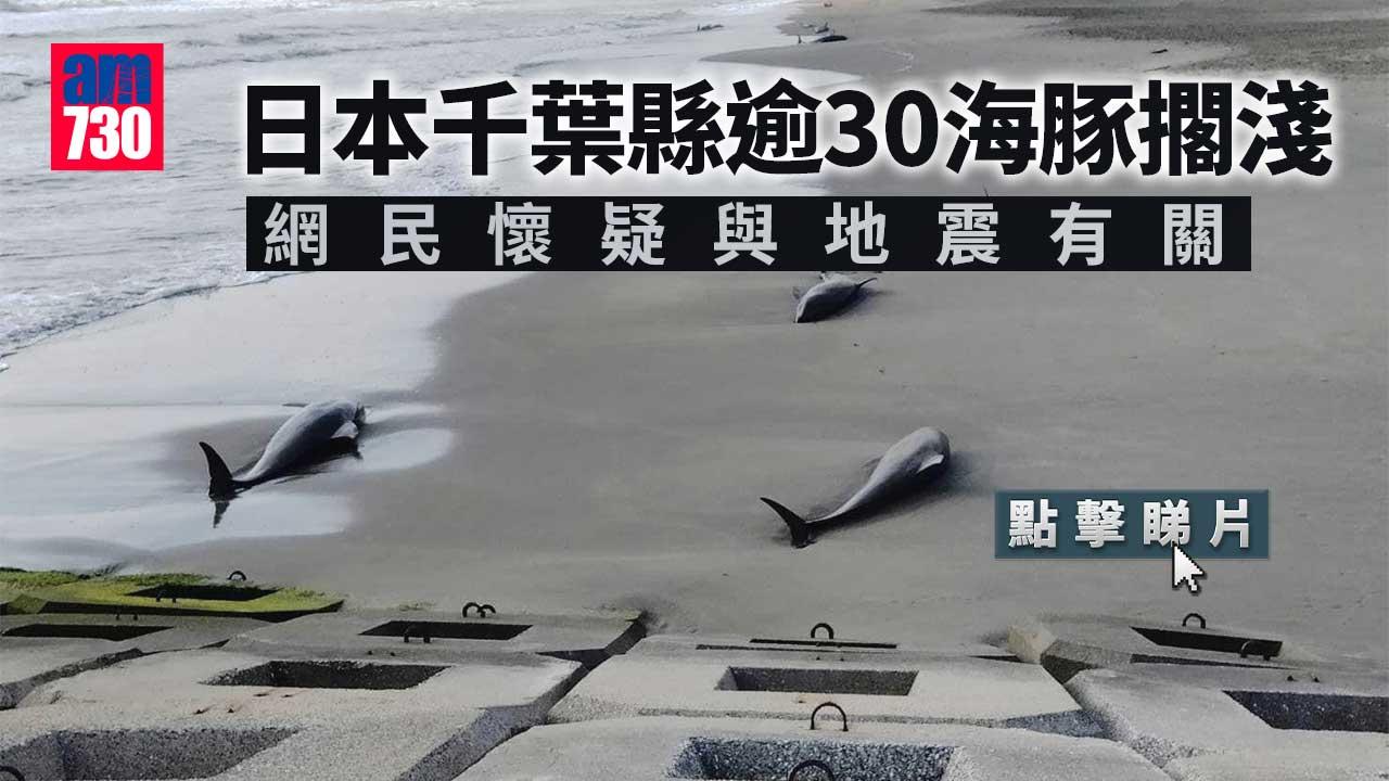 日本千葉海岸逾30頭海豚擱淺　至少5頭死亡