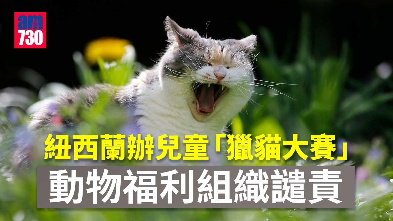 紐西蘭舉辦兒童「獵貓大賽」惹爭議　動保單位：人道教育比濫殺更好