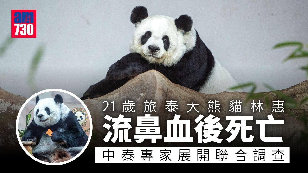 旅泰大熊貓「林惠」流鼻血後死亡 中方專家組赴泰調查死因