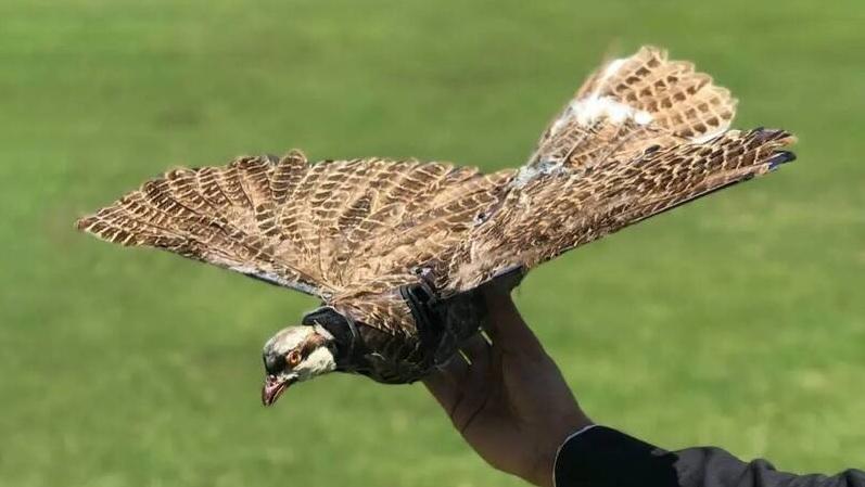 鳥類標本無人機。(互聯網)