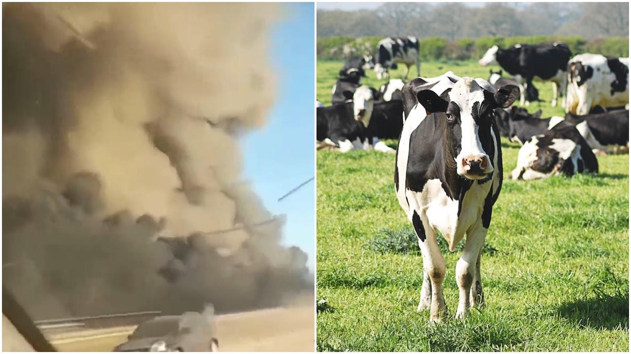 有紀錄以來最慘烈，德州農場大爆炸約1.8隻乳牛被燒死。(Twitter)